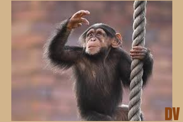 Affe
