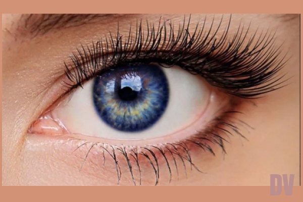 Auge