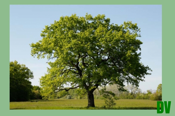 Baum