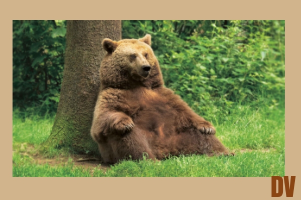 Bär