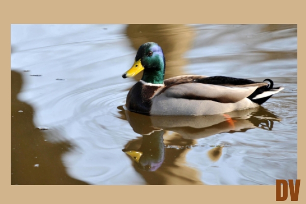 Ente
