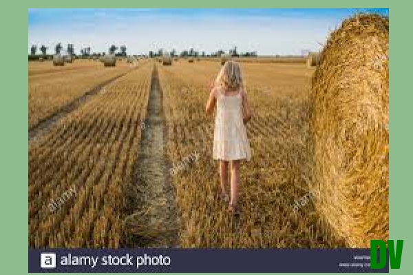 Feld