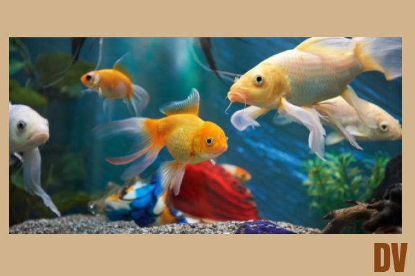 Fisch