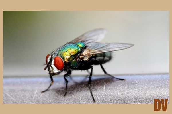 Fliege