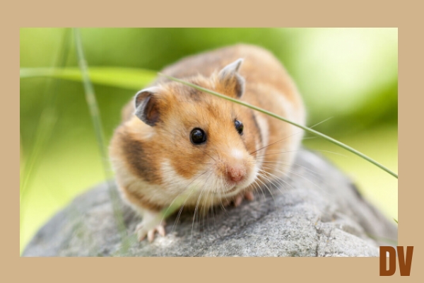 Hamster