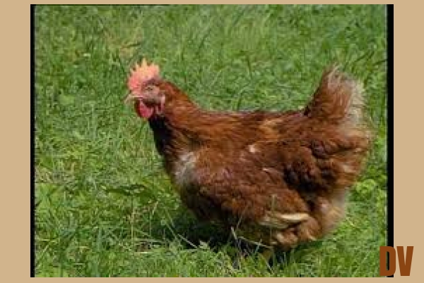 Huhn