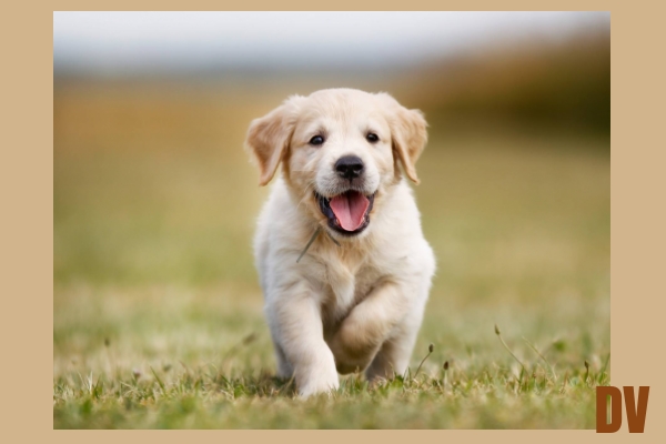 Hund