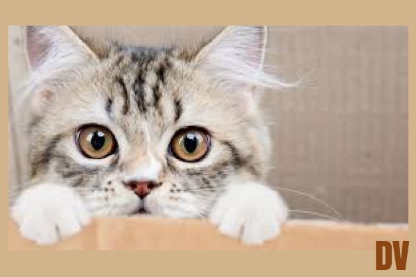 Katze