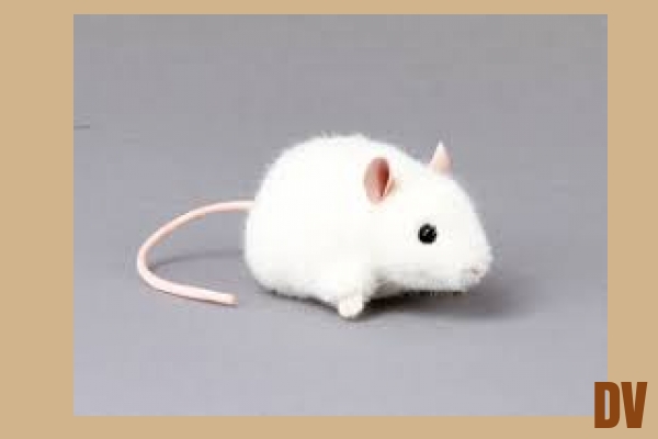 Maus