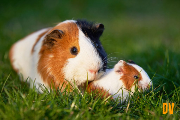 Meerschweinchen