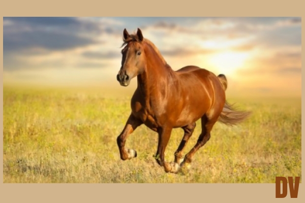 Pferd