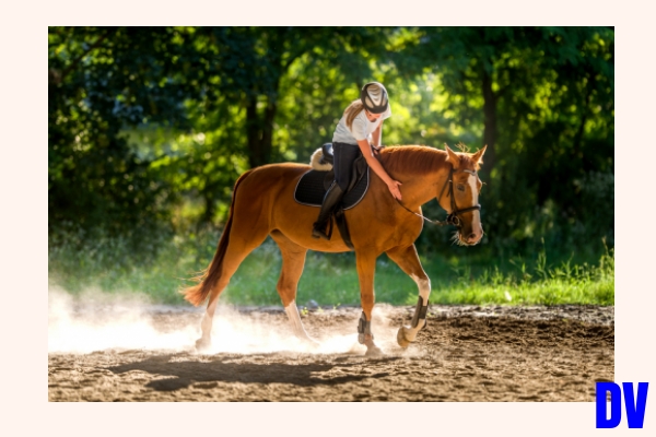 reiten