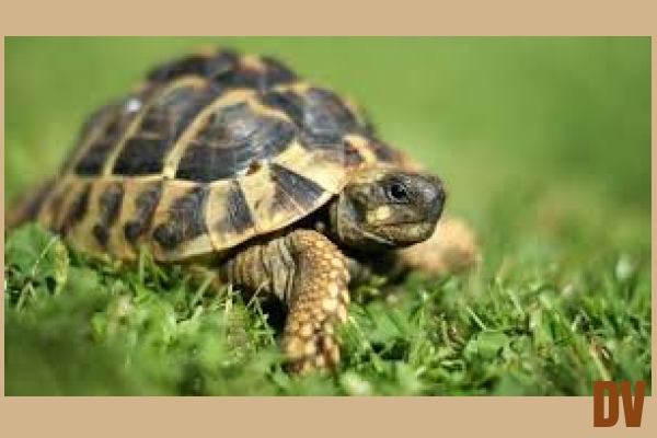 Schildkröte