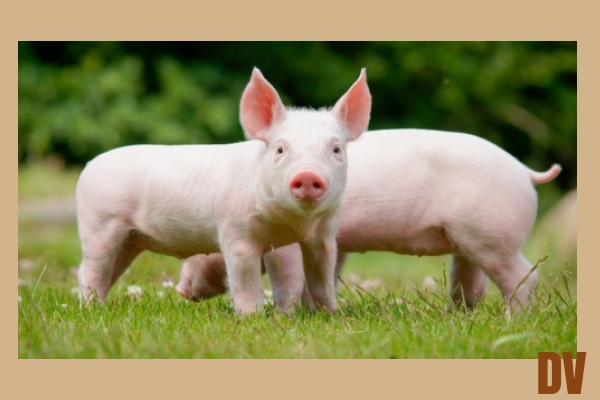 Schwein