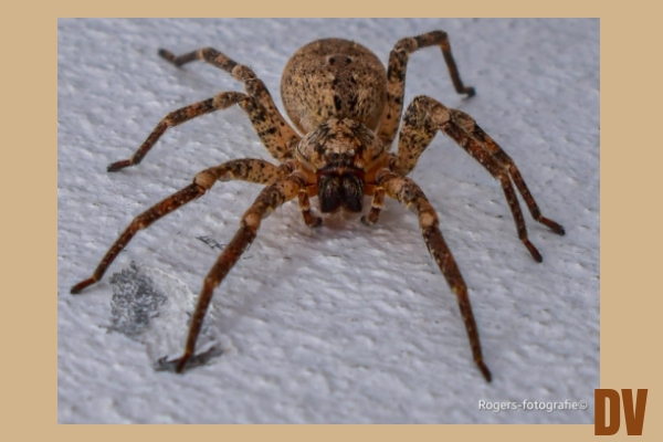 Spinne