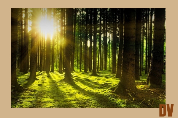 Wald