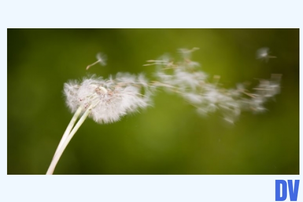 Wind