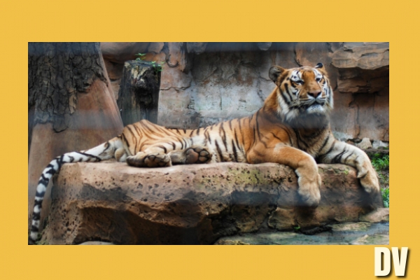Zoo